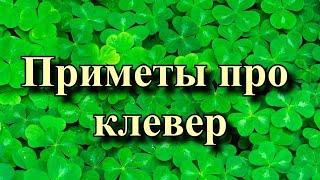 Приметы про клевер что означает трёхлистный клевер и четырёхлистный Что будет если вышить клевер?