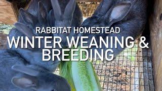 Raising Silverfox Meat Rabbits | Daily Routine Weaning and Breeding