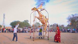 Borle Aali || New Rajasthani Song 2024 || New Camel Dance #rajasthanidance #priyanshu