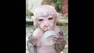 Newborn baby monkey Poor baby monkey P07