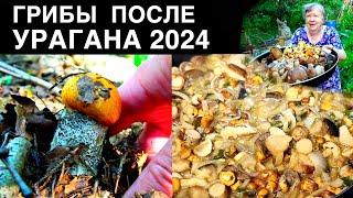 ГРИБЫ ПОСЛЕ УРАГАНА И ЛИВНЕЙ 2024