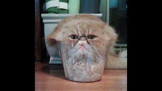 Cats against the rules of physics!  Videos of funny cats, kittens and dogs! 