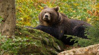 Working for NRCS Alaska: Bear Country