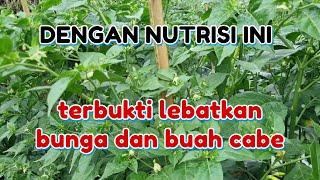 NUTRISI TANAMAN CABAI FASE GENERATIF PUPUK PERANGSASNG BUNGA DAN BUAH PADA TANAMAN CABE