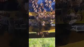 пчелки соскучились по своей мамочки #пчеловодство #bee #workerbee #beekeeper #beefeater #пчелы