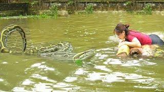 PYTHON ATTACKS the Farm - Catching Ducks - Harvesting Duck Eggs - Cooking | Country Life