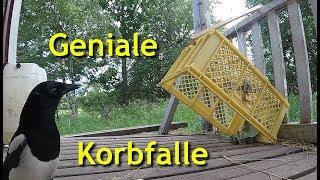 Geniale einfache Korbfalle zum Kleintierfang