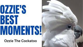 Cockatoo Best of Compilation...The Best of Ozzie the Cockatoo!