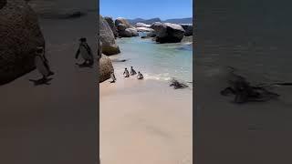 Swimming with wild penguins in South Africa!  #penguin