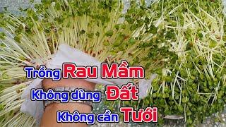 Cách trồng rau mầm không dùng đất, không cần tưới nước.