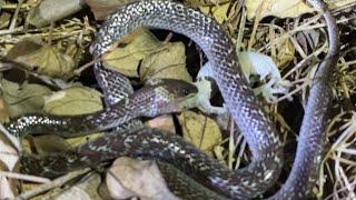 The Wolf Snake Swallows the Lizard Slowly but Surely