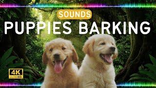 Puppies Barking Sound Effects High Quality Animal Sounds Library