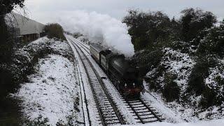 Mayflower In The Snow