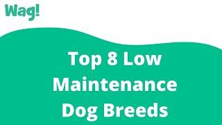 Top 8 Low Maintenance Dog Breeds | Wag!
