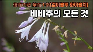 검이불루 화이불치 비비추의 사생활 들여다보기