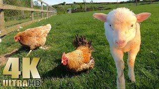 Relax on the Farm - Nature Relaxation Video