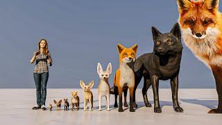 Fox Size Comparison #animals #animation