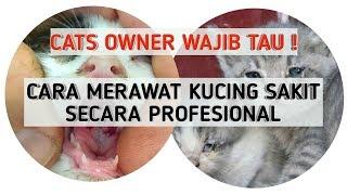 PERTOLONGAN PERTAMA PADA KUCING SAKIT | Cara Merawat Kucing Sakit