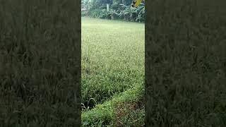 pesawahan#short