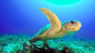 Why Florida Beaches Are Vital for Loggerhead Sea Turtles (4K)