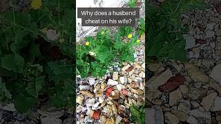 Why does a husband cheat on his wife?