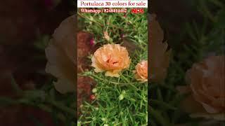 Portulaca 30 colors 300rs - Table rose - Moss Rose - Pathumani - WhatsApp : 8248414402