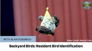 Backyard Birds: Resident Bird Identification