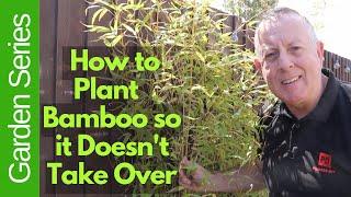 How to Plant Bamboo so it Doesn't Take Over Your Garden!