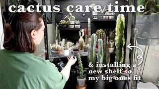 let's take care of my cacti & succulents  & update the cactus cabinet