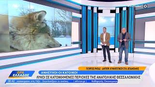 Λύκοι σε κατοικημένες περιοχές της Ανατολικής Θεσσαλονίκης-Τι λέει ο Αν. Κυνηγετικού Συλ. Επανομής