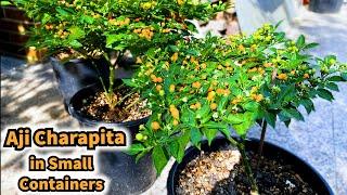 Growing Chilli Peppers Aji Charapita in small Containers - Seed to Harvest