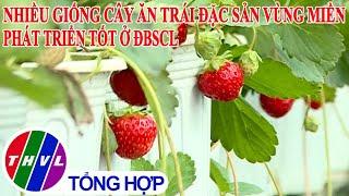 Việc nhà nông: Nhiều giống cây ăn trái đặc sản vùng miền phát triển tốt ở ĐBSCL