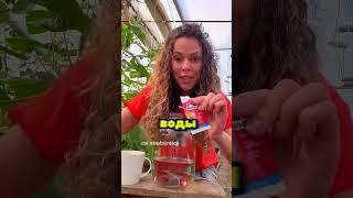 Лучшая подкормка для огурцов и помидор #сад #огород #дача #рассада #урожай #огурцы #помидоры
