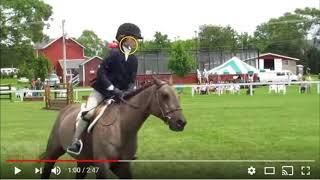 More Examples Of Why The Horse World Keeps Making More Horse A-Busers