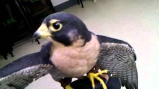 Zeus the Peregrine Falcon