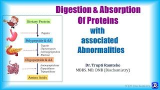 1: Digestion & absorption of proteins | Amino Acid Metabolism | Biochemistry | N'JOY Biochemistry