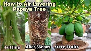 How to Air Layering Papaya Tree / New Method to Grow Papaya From Cutting Success 100% By NY SOKHOM