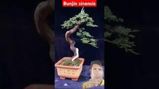 Tutorial membuat bonsai bunjin Juniper sinensis. #bonsaiideas #bonsaitree #juniper