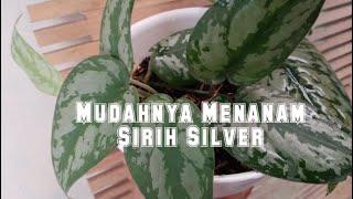 Menanam Sirih Silver Sangat Mudah || Memperbanyak Sirih Silver (Epipremnum Aureum)