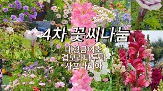 하늘정원 4차 꽃씨나눔 / 사포나리아꽃 /대형금어초 / 겹보라타투라