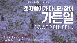 물고기 밥이 될 뻔.. 바라쿠다 스쿨링, 잭피쉬 스쿨링 | 발리카삭(Balicasag) 스쿠버다이빙