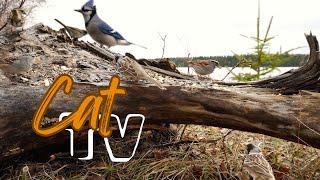 Cat TV for Pets  | 10 Hours of Birds Feeding With the Sounds of Waterfowl on the Lake **NO ADS**