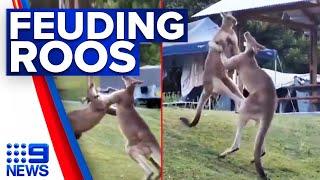 Boxing kangaroos crash into family tent at NSW campground