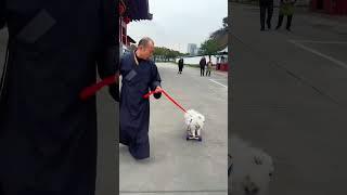 The Smart DogLittle puppy dog cycle ride #dog#sorts #cutedog #cycle#ytshorts#shortvideo