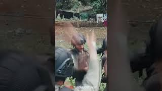 Tiktok Keren Kemampuan Pasukan Brimob 