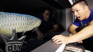 I BOUGHT NEW FISH!! - Arowana gets tank mates