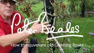 How to rejuvenate old Climbing Roses