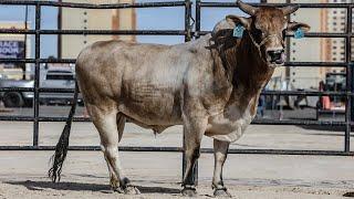 2023 World Champion PBR Bucking Bull: Ridin' Solo