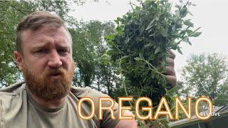 Harvesting Oregano