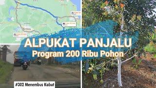 Alpukat Panjalu - Program 200 ribu pohon #PemetaanUMKM